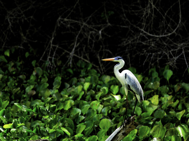 Lourdes Maria de Souza Salarini - In-attention